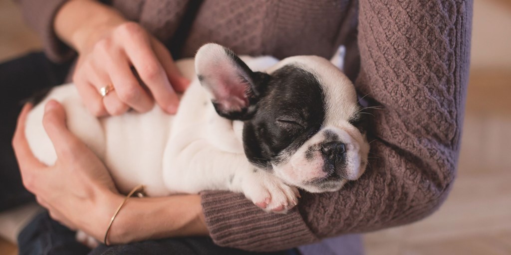 5 Tips for First Time Dog Owners