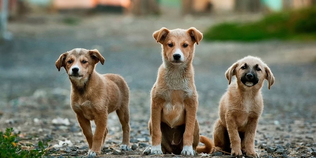 Top 5 Most Popular Dog Breeds in the UK
