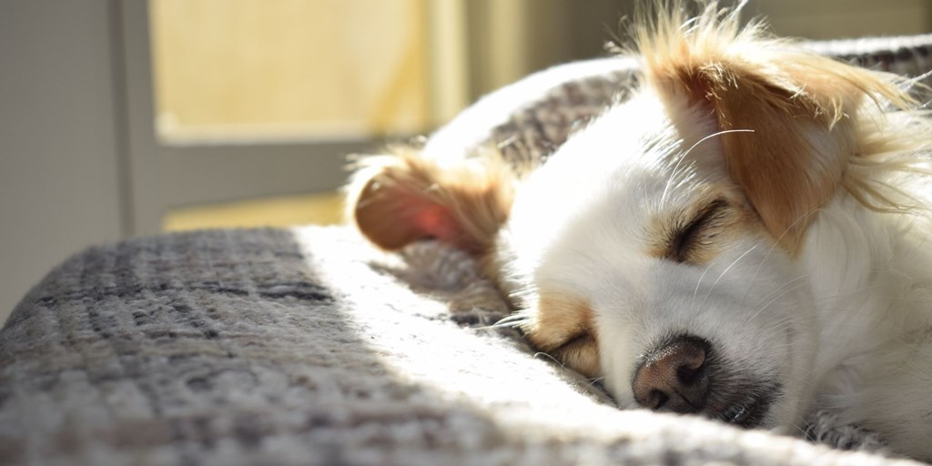 How to Stop Your Dog Overheating This Summer